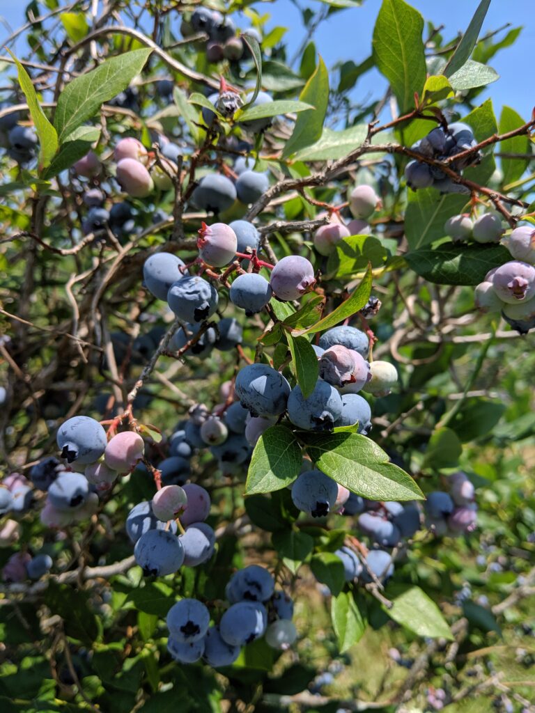 Blueberries on bushes