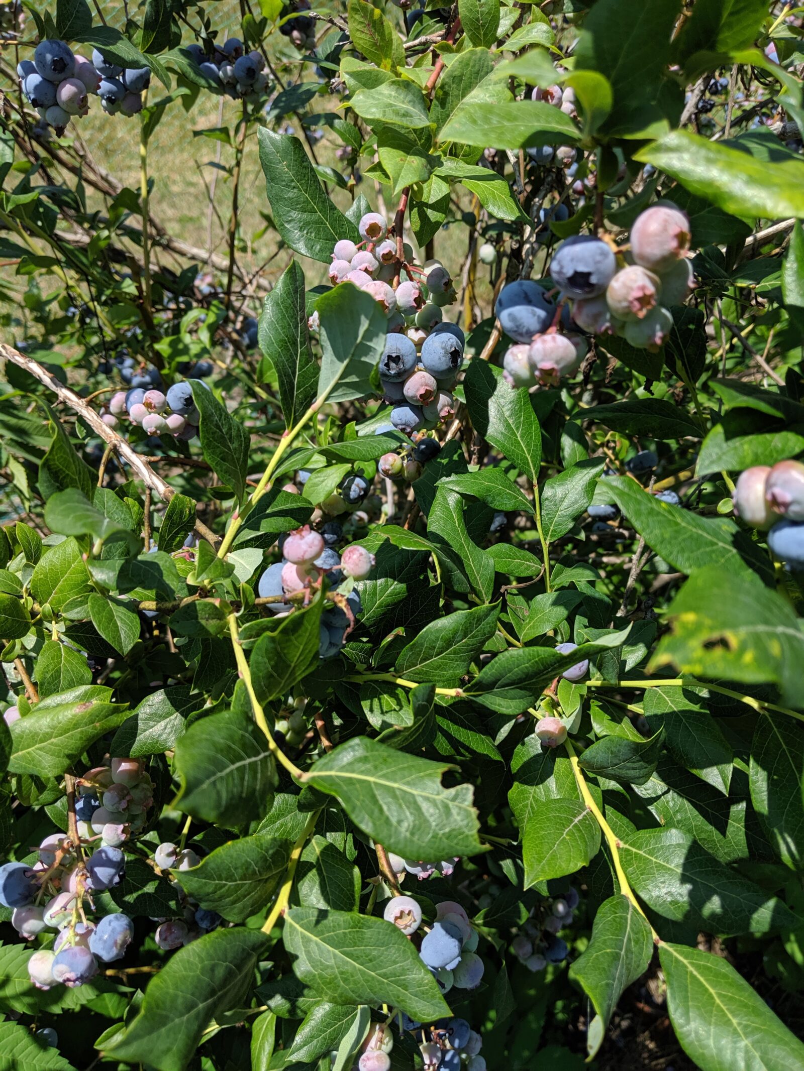 Blueberry bush