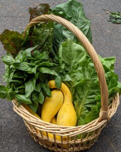 The start of many delicious dinners straight from the CSA farm