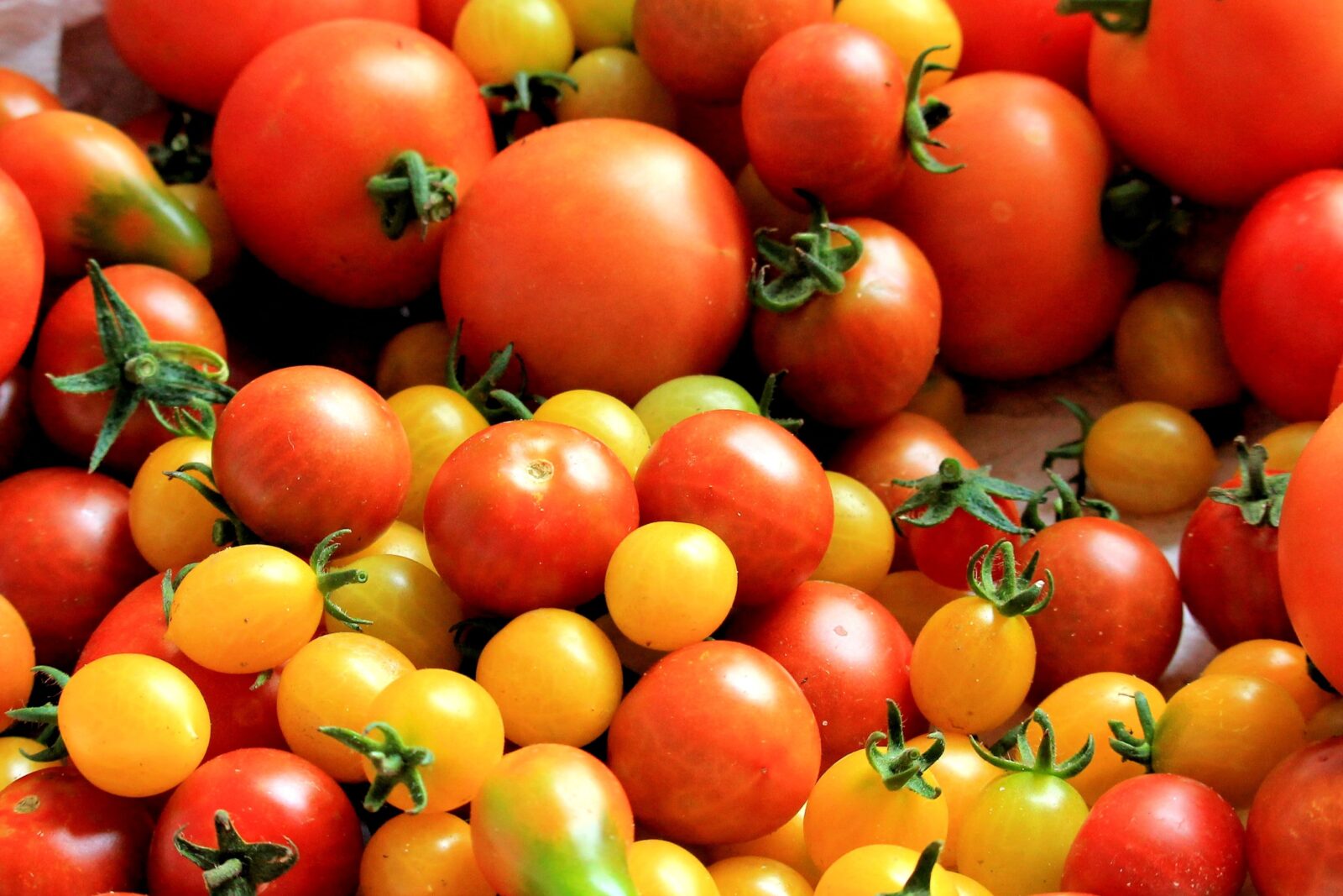 Fresh tomatoes can be preserved for later enjoyment