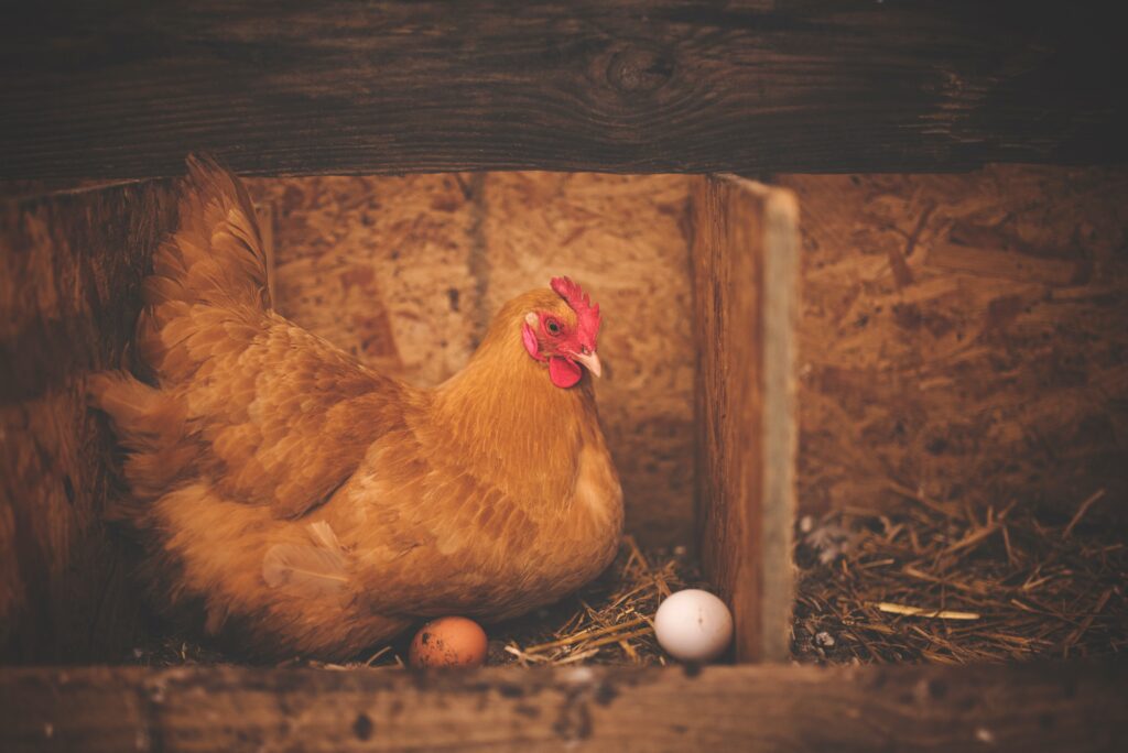 Chicken and eggs at a local farm