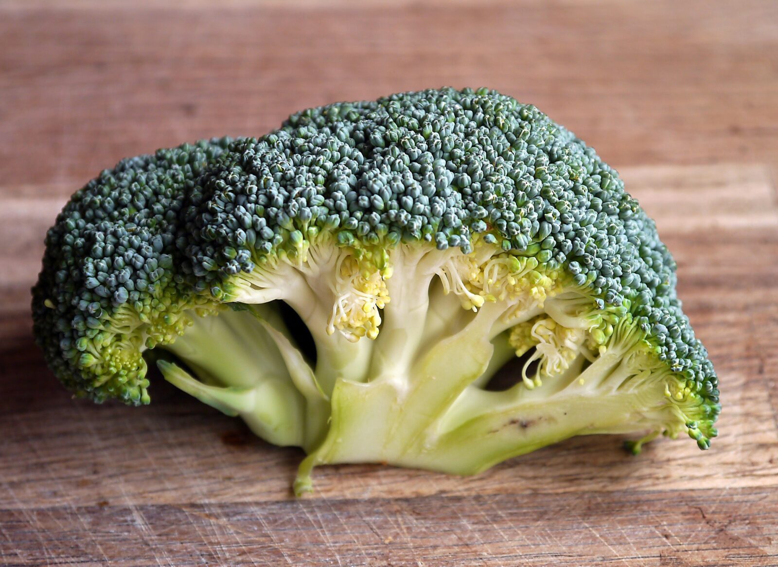 broccoli head