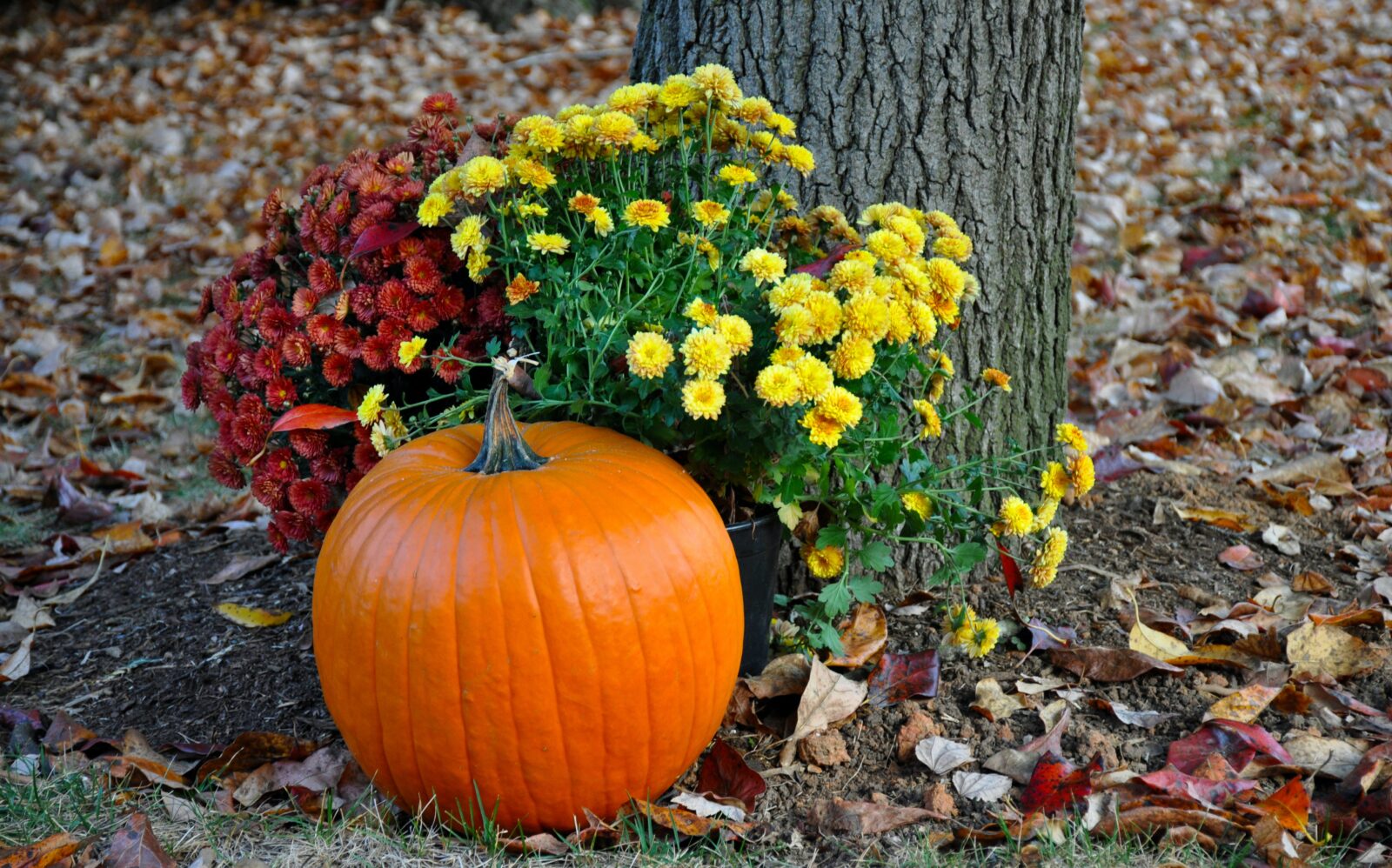 Pumpkin and mums